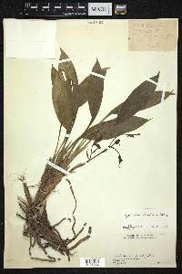 Cymbidium lancifolium image