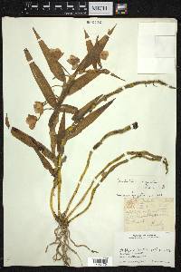 Dendrobium chrysanthum image