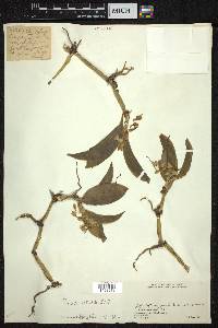 Pholidota articulata image