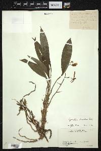 Cymbidium lancifolium image