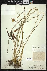 Dendrobium devonianum image