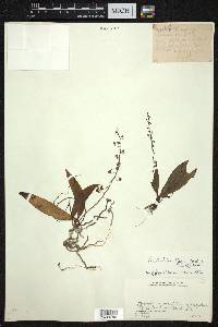 Phalaenopsis difformis image