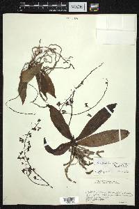 Phalaenopsis difformis image
