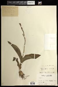 Liparis nervosa subsp. nervosa image