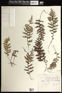 Hymenophyllum hirtellum image