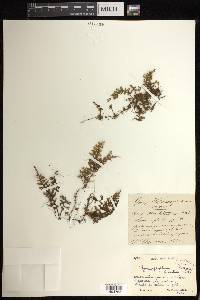 Hymenophyllum hirsutum image