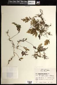 Hymenophyllum hirtellum image