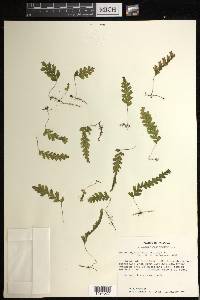 Hymenophyllum asplenioides image