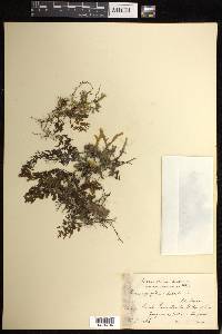 Hymenophyllum fucoides image