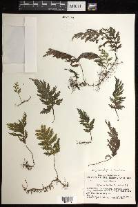 Hymenophyllum hirsutum image