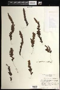 Hymenophyllum asplenioides image