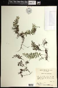 Hymenophyllum fucoides image