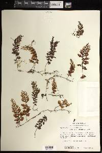 Hymenophyllum fucoides image