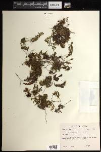 Hymenophyllum asplenioides image