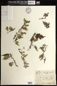 Hymenophyllum hirsutum image