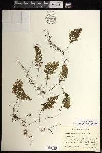 Hymenophyllum myriocarpum image