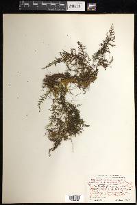 Hymenophyllum lineare image