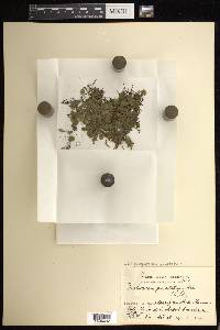 Didymoglossum punctatum image