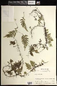 Hymenophyllum hirsutum image