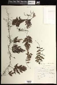 Hymenophyllum hirtellum image