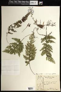 Hymenophyllum hirtellum image