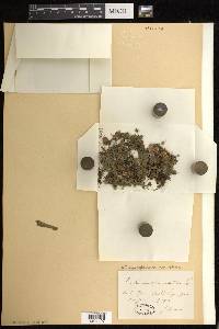 Didymoglossum punctatum image