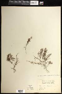 Hymenophyllum lineare image