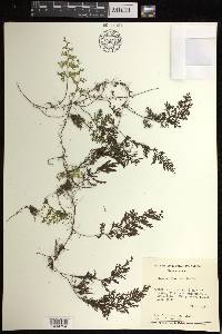 Hymenophyllum fucoides image