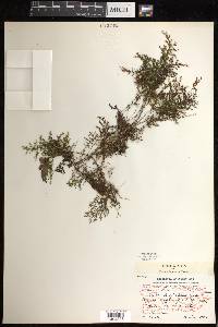 Hymenophyllum lineare image