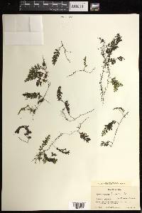 Hymenophyllum fucoides image