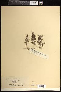 Hymenophyllum fucoides image