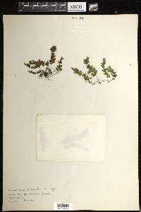 Hymenophyllum asplenioides image