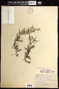 Didymoglossum kraussii image