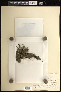 Didymoglossum kapplerianum image