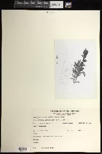 Hymenophyllum hirsutum image