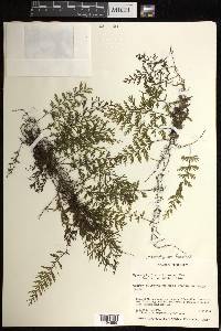 Hymenophyllum fucoides image