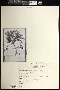 Hymenophyllum fucoides image