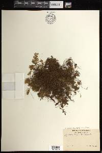 Hymenophyllum hirsutum image