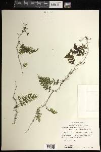Hymenophyllum fucoides image