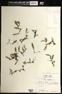 Didymoglossum kapplerianum image