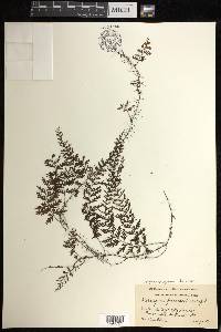 Hymenophyllum fucoides image