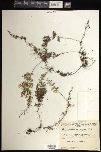 Hymenophyllum myriocarpum image