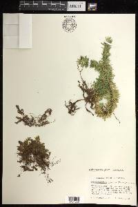 Hymenophyllum lanatum image