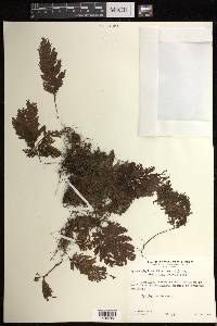 Hymenophyllum hirsutum image