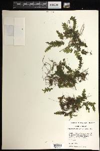 Hymenophyllum asplenioides image