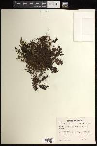 Hymenophyllum hirsutum image