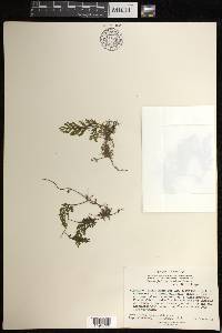 Hymenophyllum fucoides image