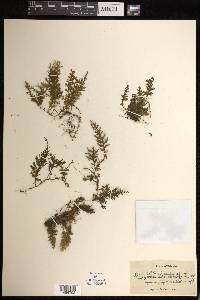 Hymenophyllum hirsutum image