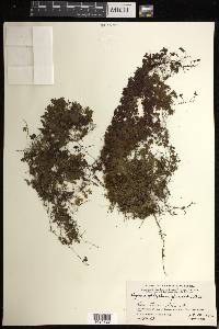 Hymenophyllum fucoides image