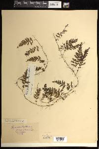 Hymenophyllum fucoides image